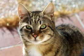 A picture of a cat