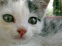 A picture of a cat