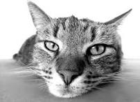 A picture of a pet cat