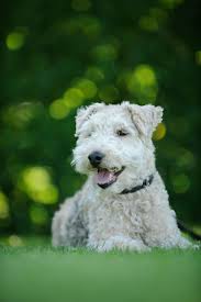 A picture of a dog