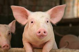 A picture of a pig