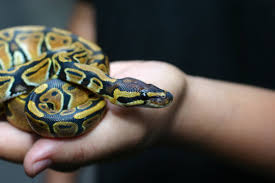 A picture of a snake