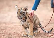 A picture of a pet lion