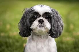 A picture of a Shih Tzu puppy